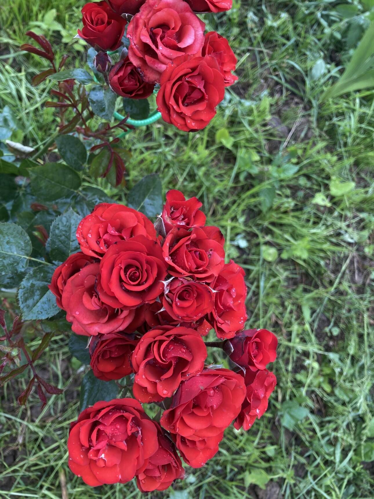 роза Таманго спрей