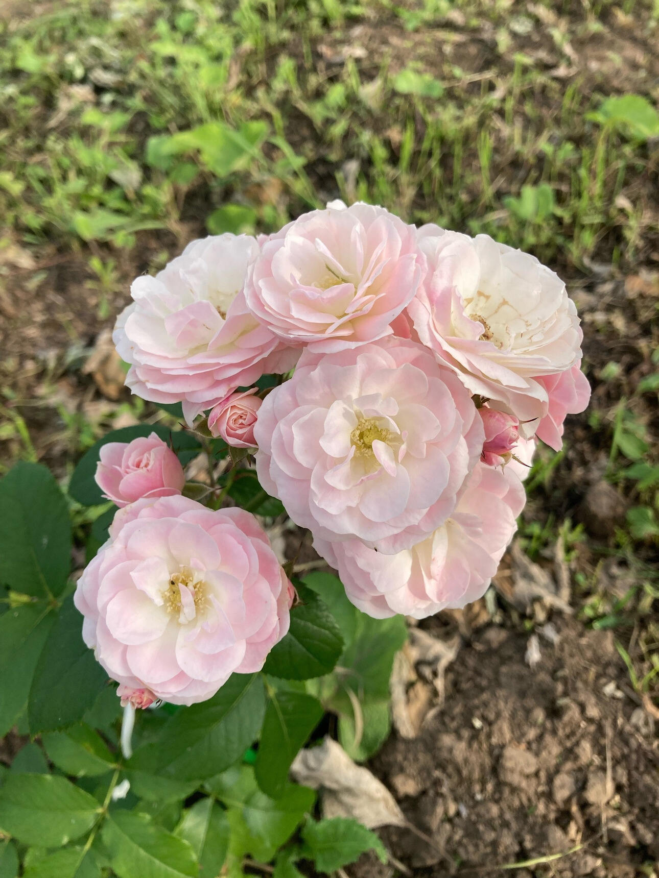 роза Букет Парфе