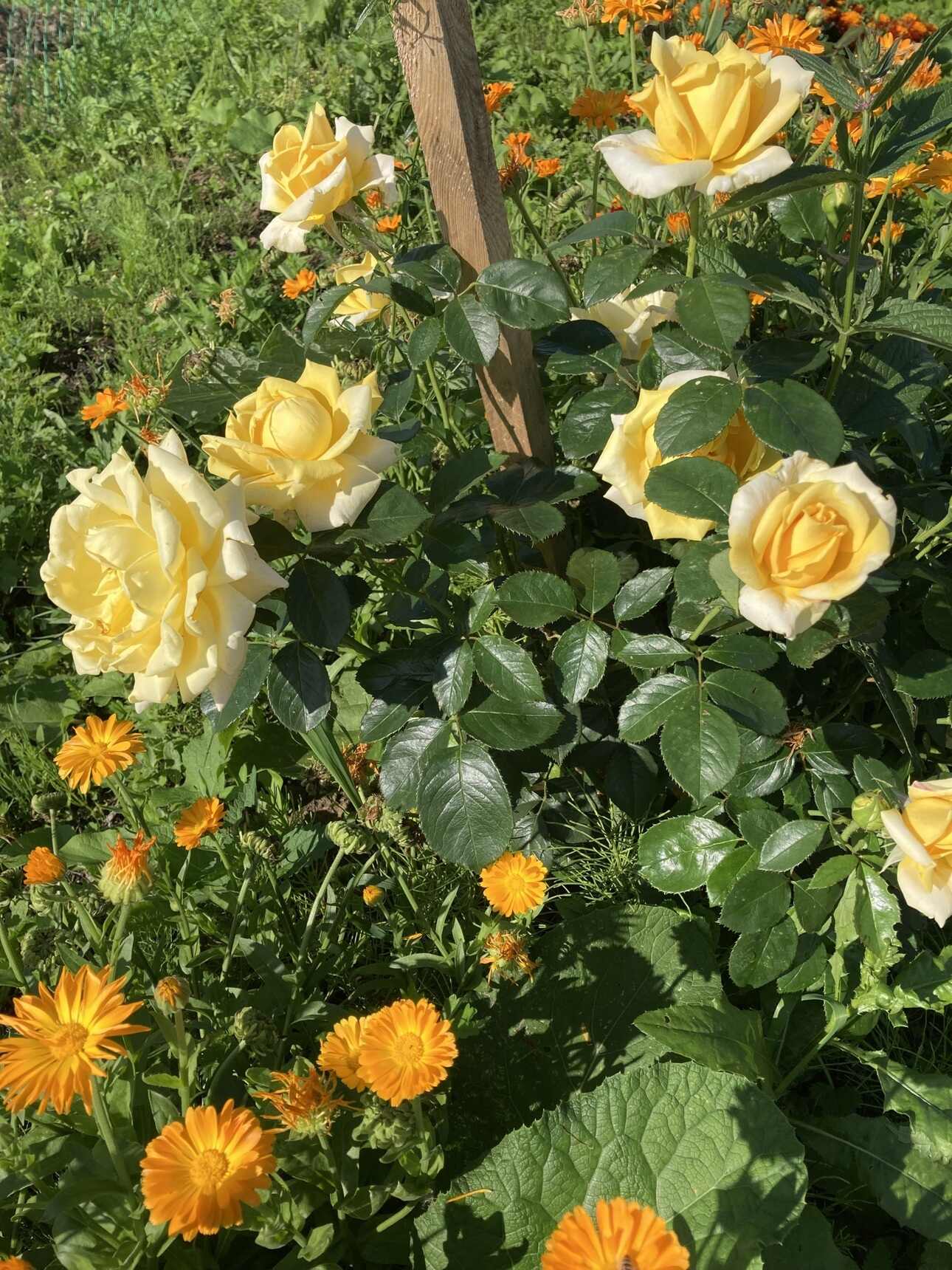 роза Голден Парфюм