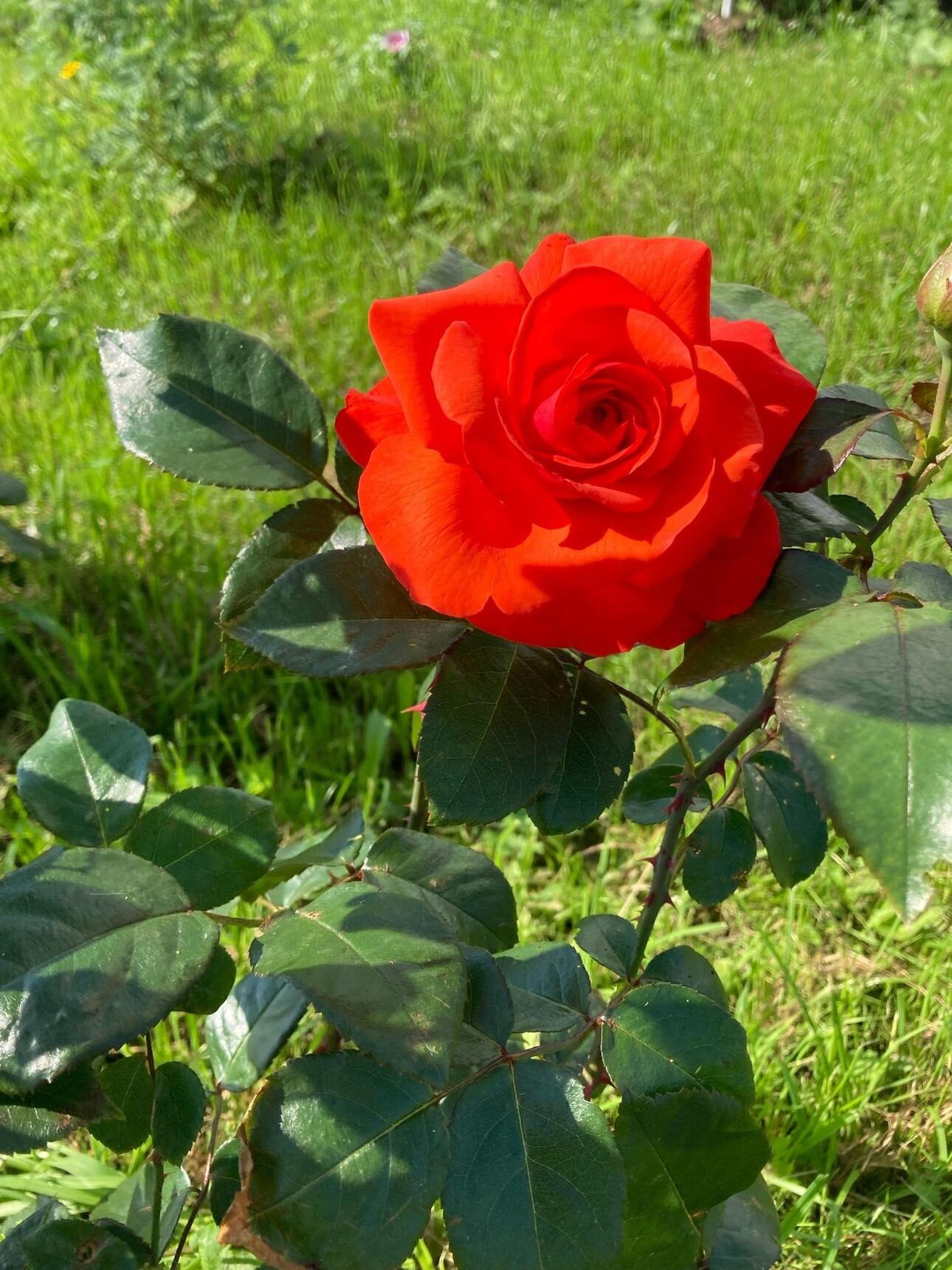 роза Гранд Аморе