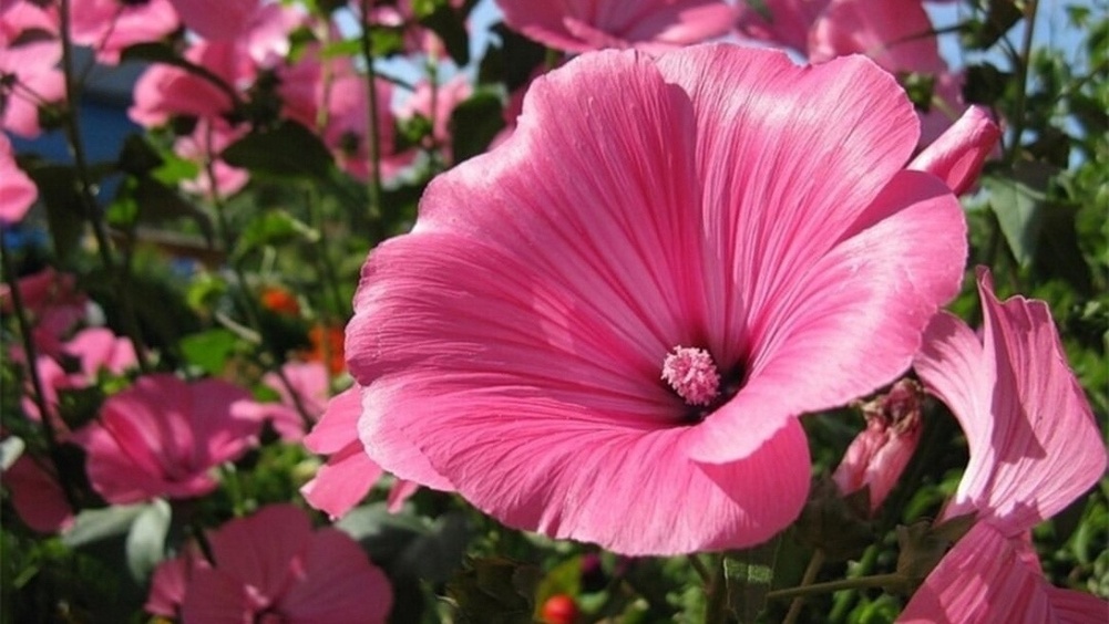 ogorodko / соцсети