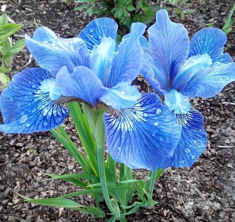 floveg_s / соцсети