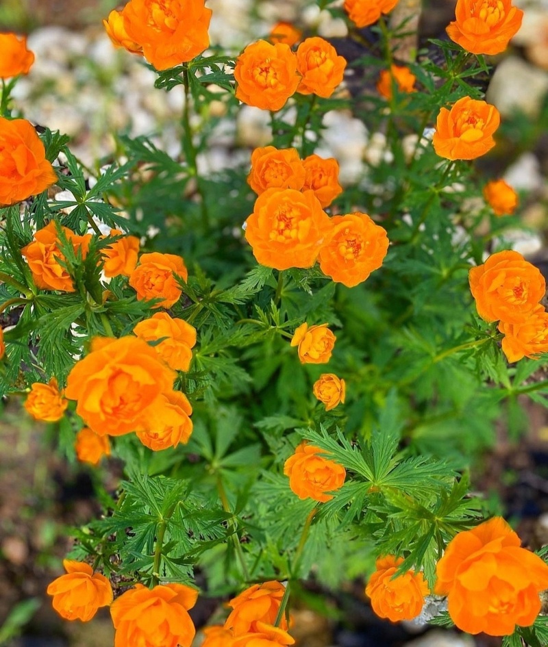 _vital_flower_ / соцсети