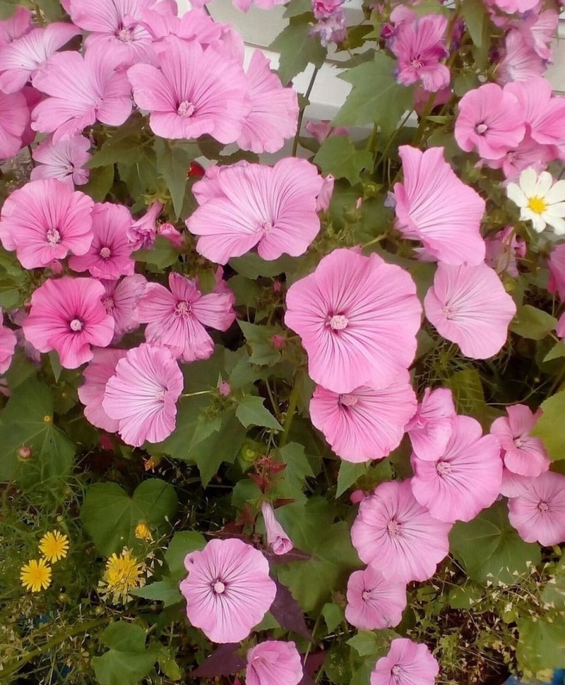 dacha_sovet / соцсети