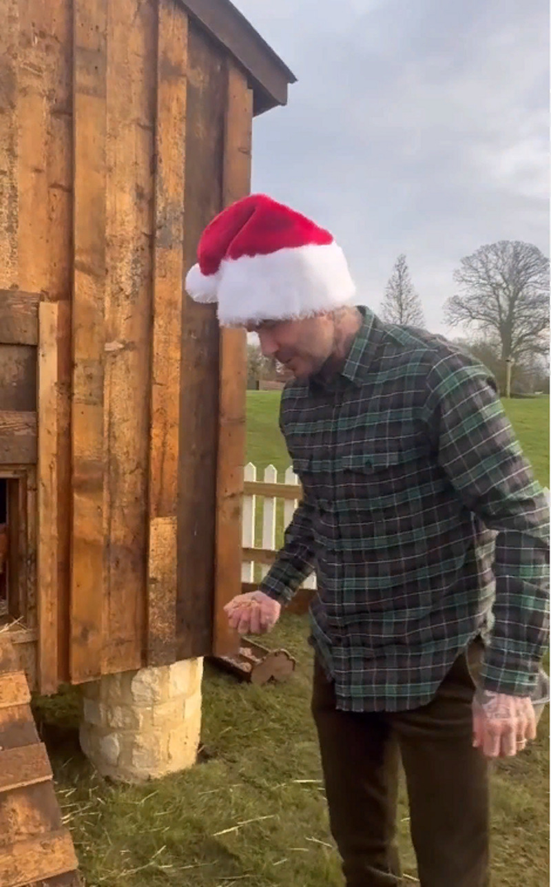 Дэвид Бекхэм кормит птиц