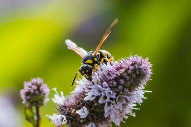 многие насекомые крайне опасны для маленького ребенка
