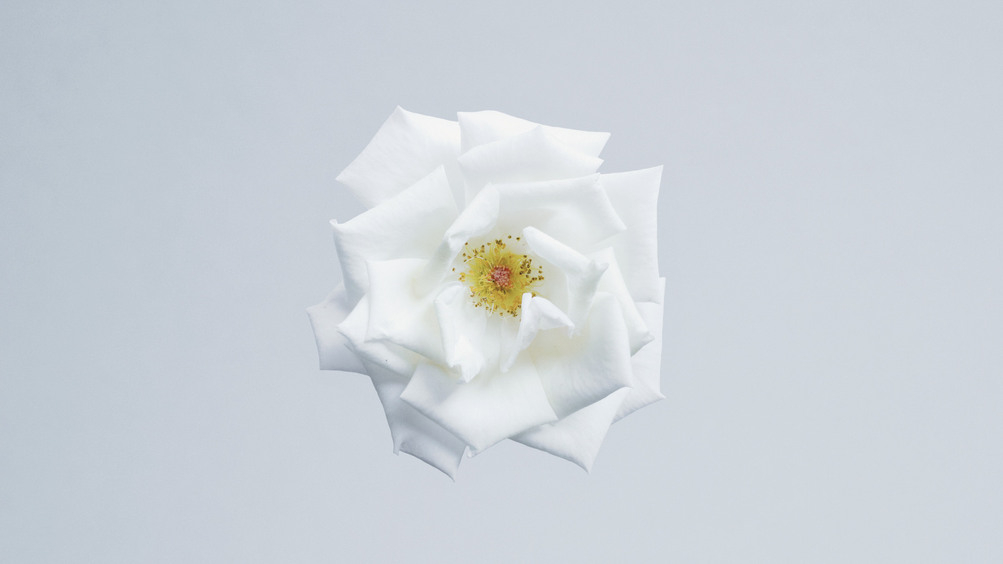 Символ удачи и многоликий бог: ароматы с ноткой жасмина