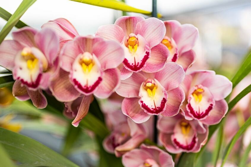 эти цветы капризнее, чем розы