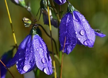 какие цветы опасны для других растений и слишком сильно разрастаются