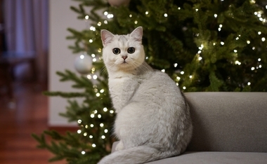 как спасти новогоднее дерево от пушистого злодея