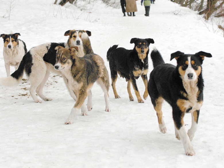 «Поделись теплом»: помощь бездомным животным