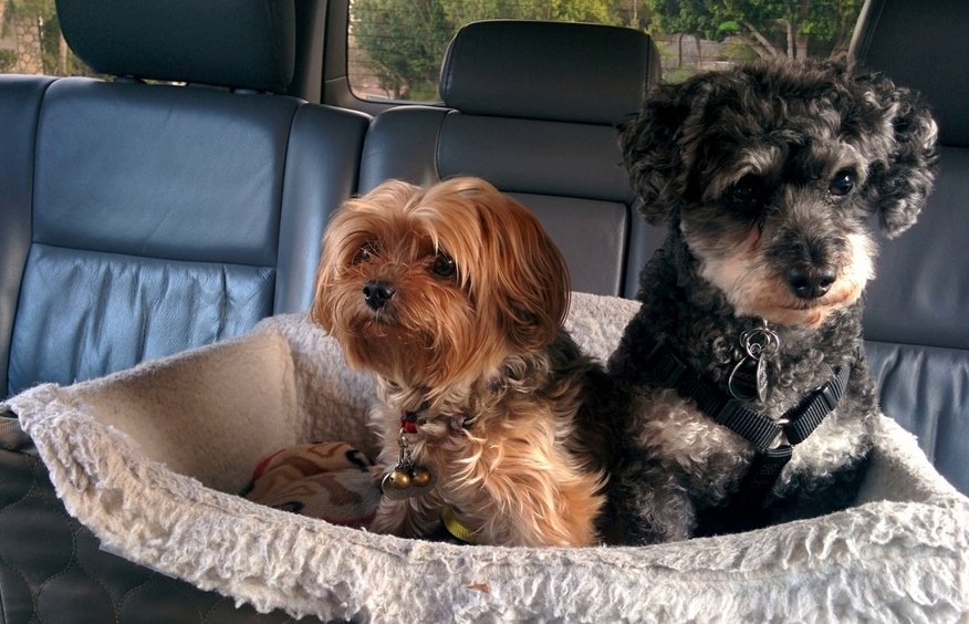 а как вы перевозите своих питомцев?