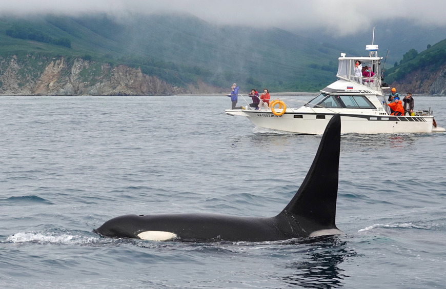 Косатки - грозные мосркие хищники, но во многом похожи на людей