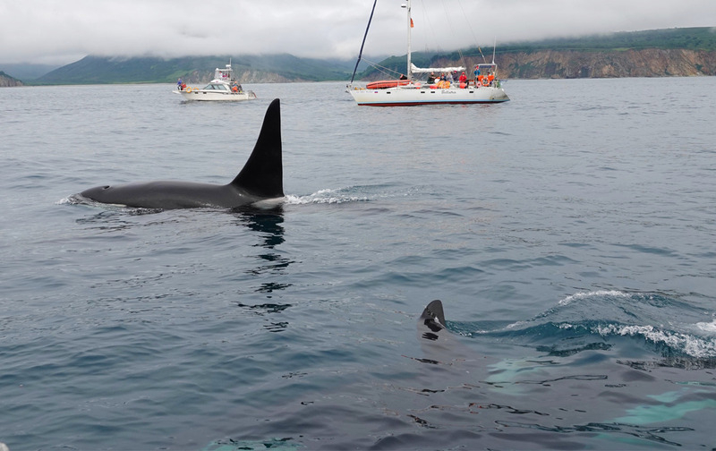 Но на людей не нападают