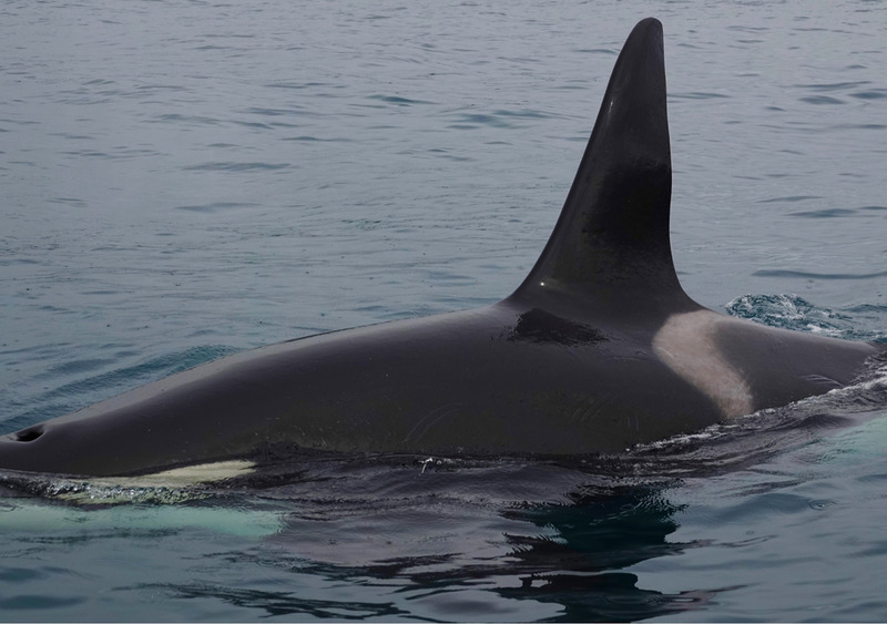 Косатки не брезгуют даже своими собратьями – дельфинами