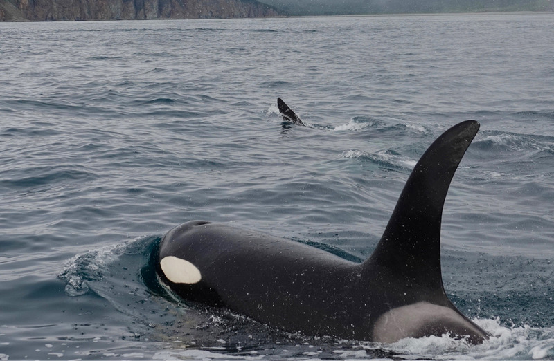 Косатки охотятся стаями, применяя сложные тактические схемы