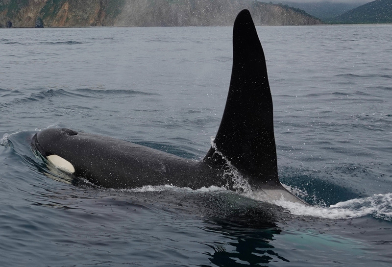 Охотясь на рыбу, стая хищниц сгоняет косяк в плотный шар