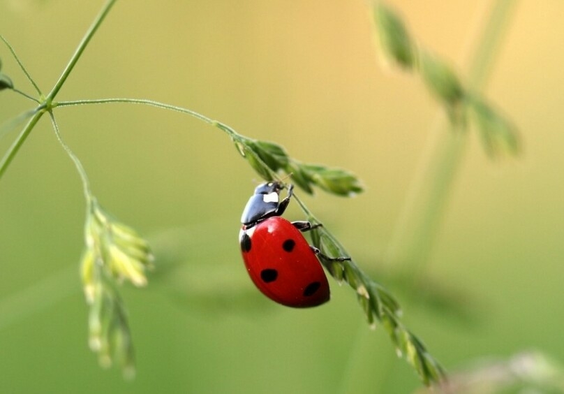 Божья коровка