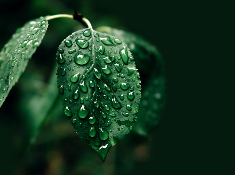 Выбираем ароматы грозы и летнего дождя