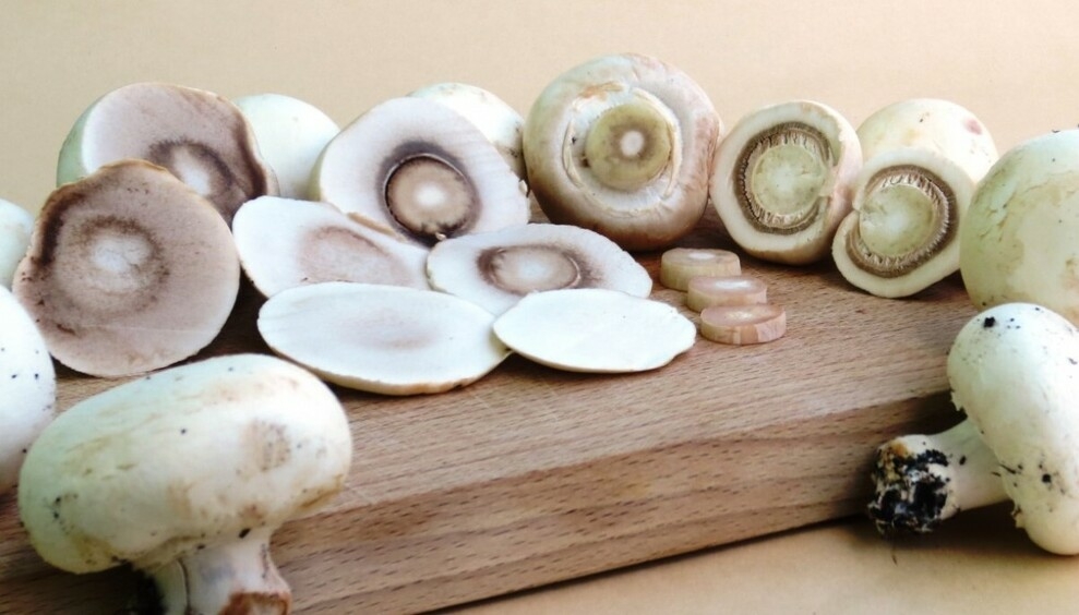 Шампиньоны