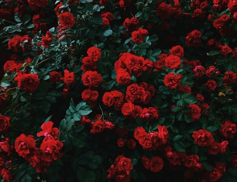 Розы в саду