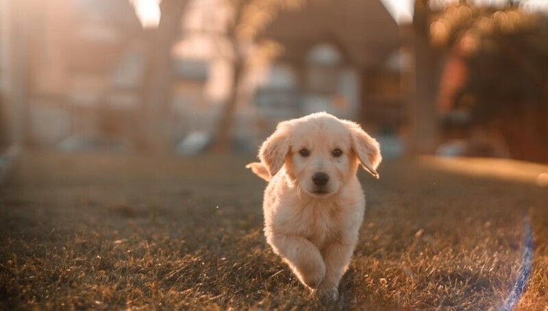 Щенок на даче