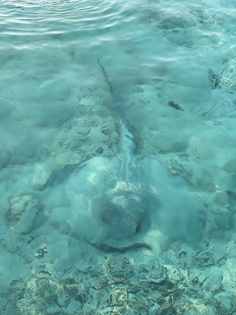 Певица встретила ската