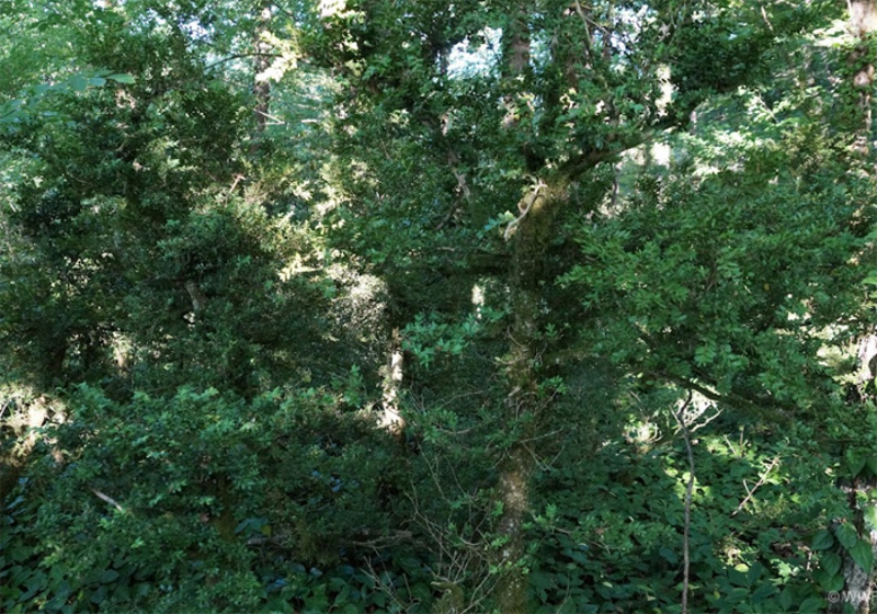 Самшит колхидский