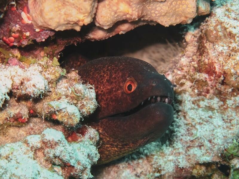 мурена не очень любит общаться с туристами