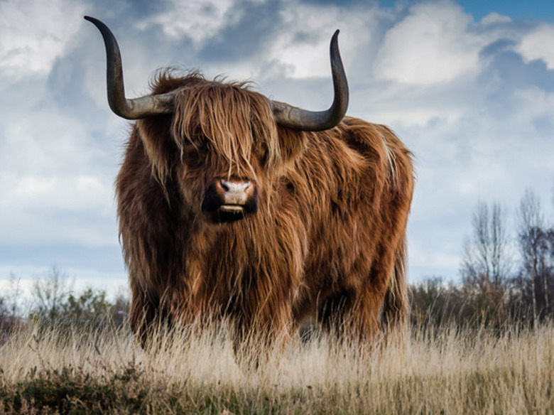 Советы для всех знаков Зодиака о том, как вести себя в "хвосте года" Быка