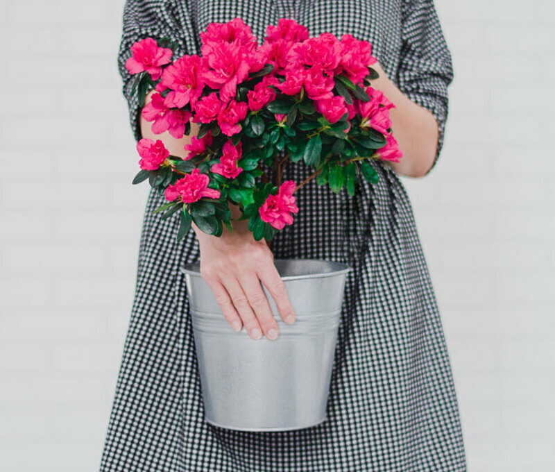 Азалия содержит гликозид