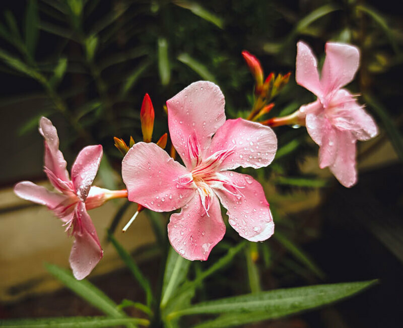 Пыльца олеандра вызывает симптомы отравления