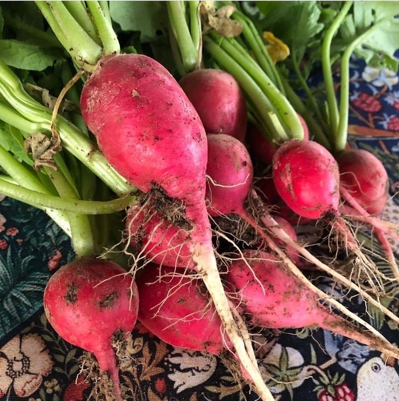 Любимый муж актрисы выращивает экологически чистую редиску на приусадебном участке