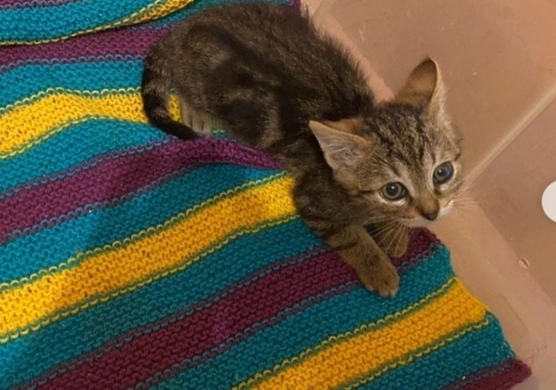 Артист успешно вылечил котенка по имени Июнь