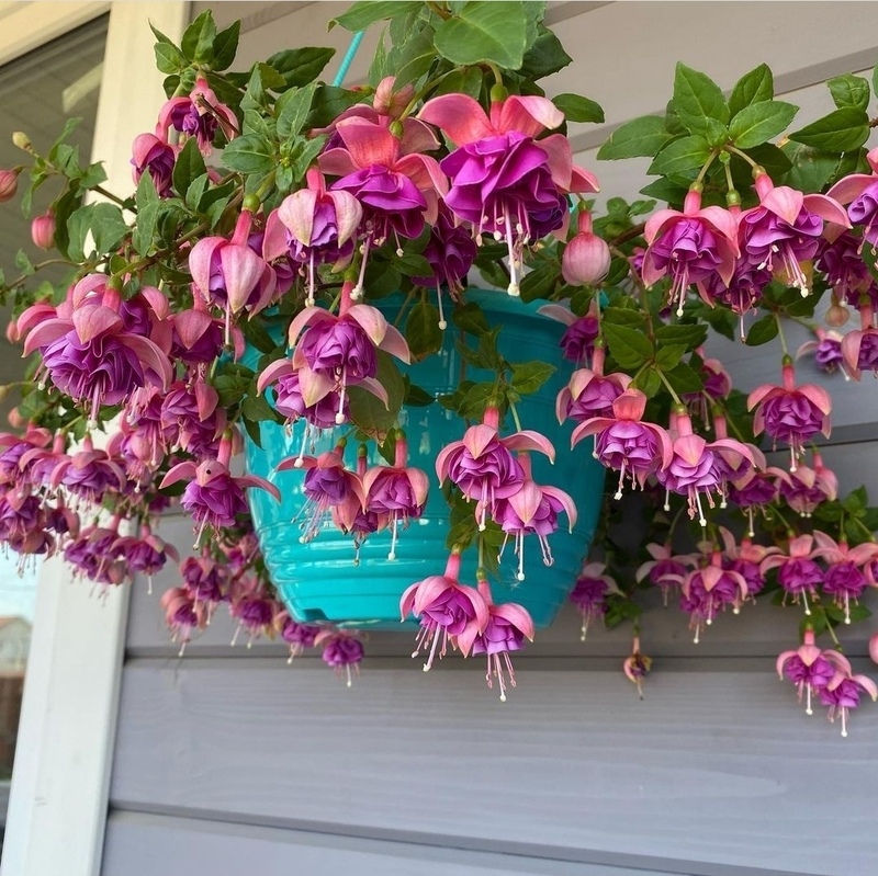 Дом звезды украшен красивыми цветочными композициями