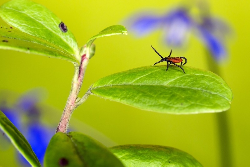 клещ не так уж безобиден