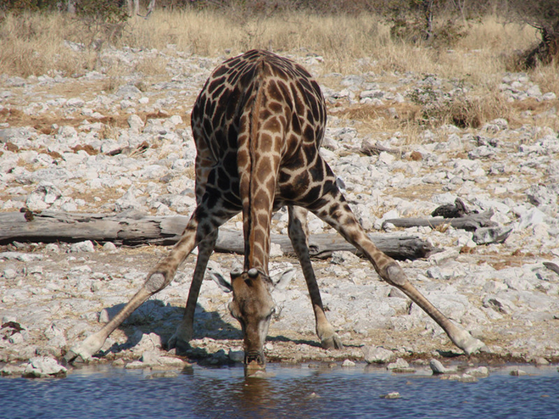 Намибия интересна не только богатым животным миром, но и дивными пейзажами
