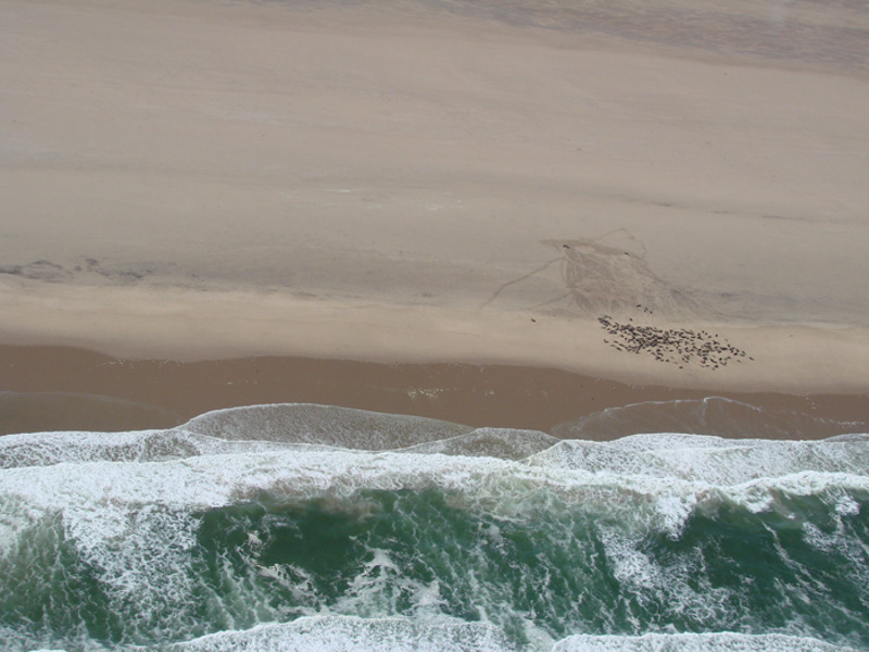 «На образовавшихся отмелях резвятся многочисленные колонии морских котиков»