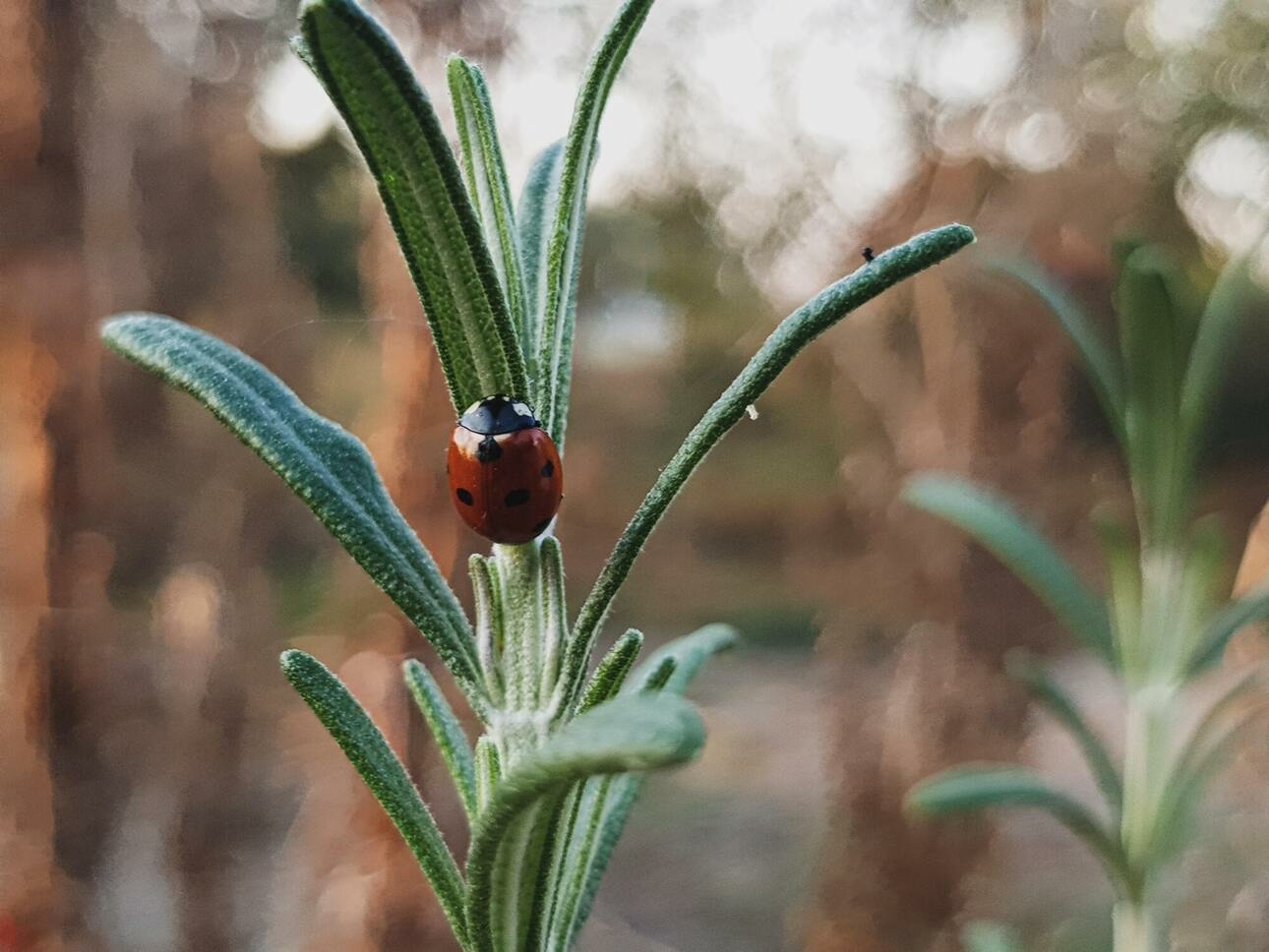 Розмарин - многолетнее растение из семейства мяты