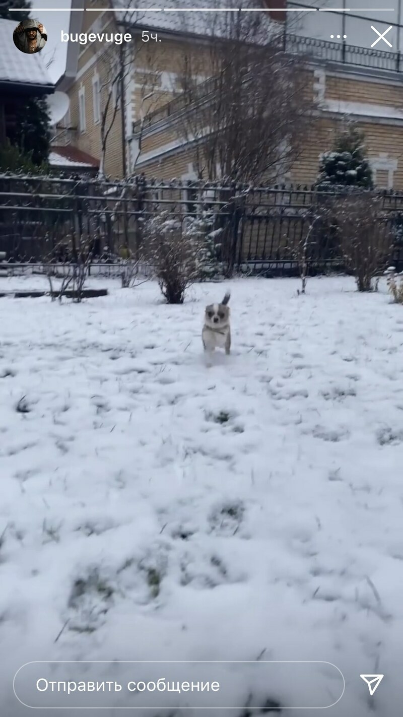 Павел Прилучный играется во дворе дома со своими собаками