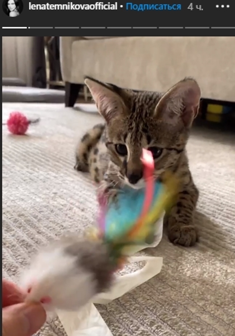 Темникова похвасталась котом за миллион рублей