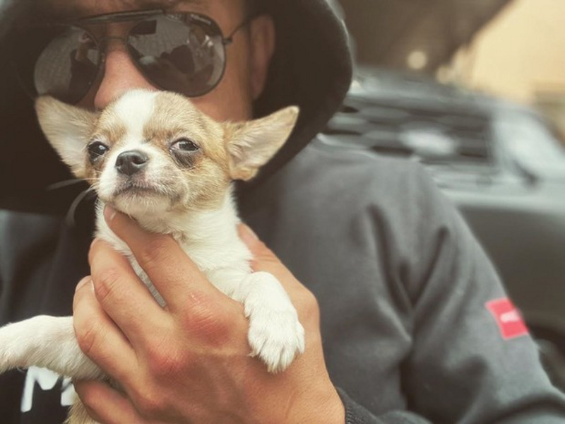 Прилучный просит подписчиков помочь ему с выбором клички для нового питомца