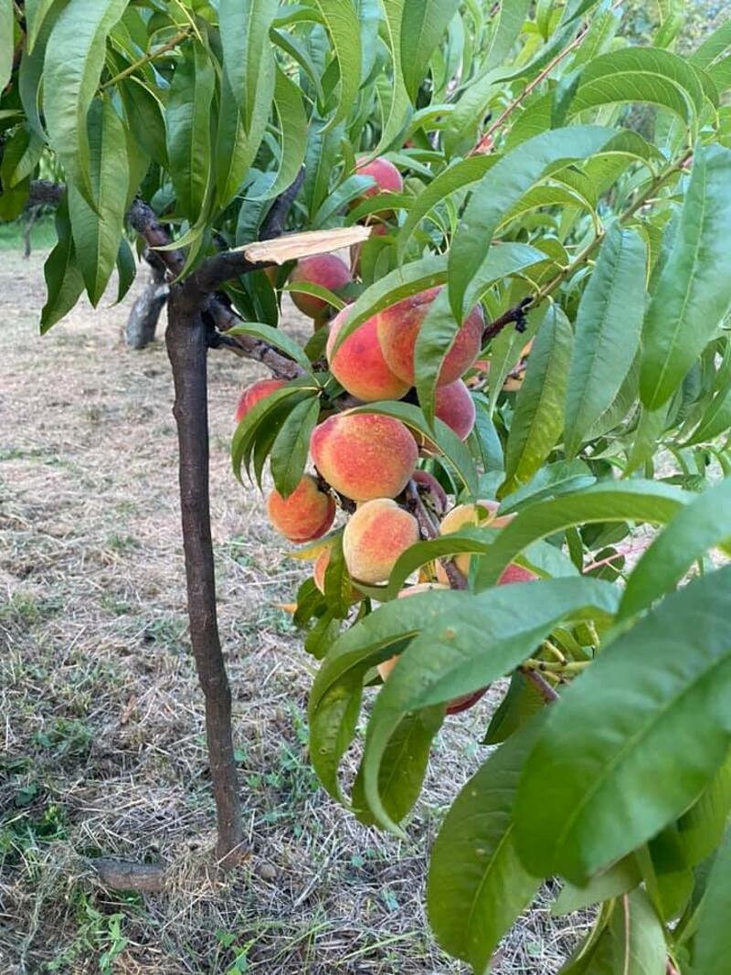 Персиковый сад