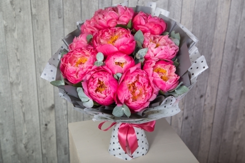 Пионы Корал Шарм