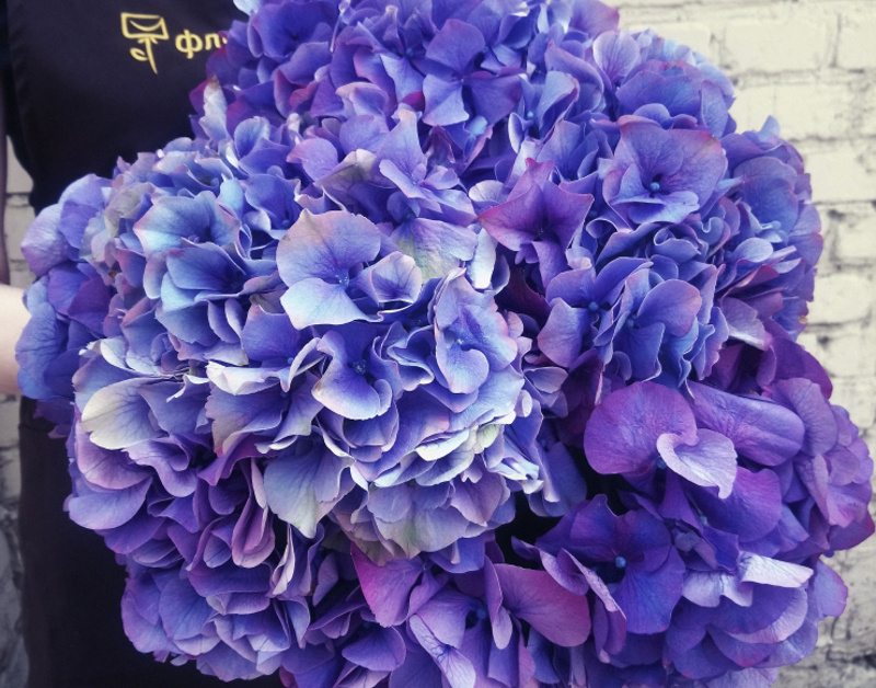 Сиреневая гортензия