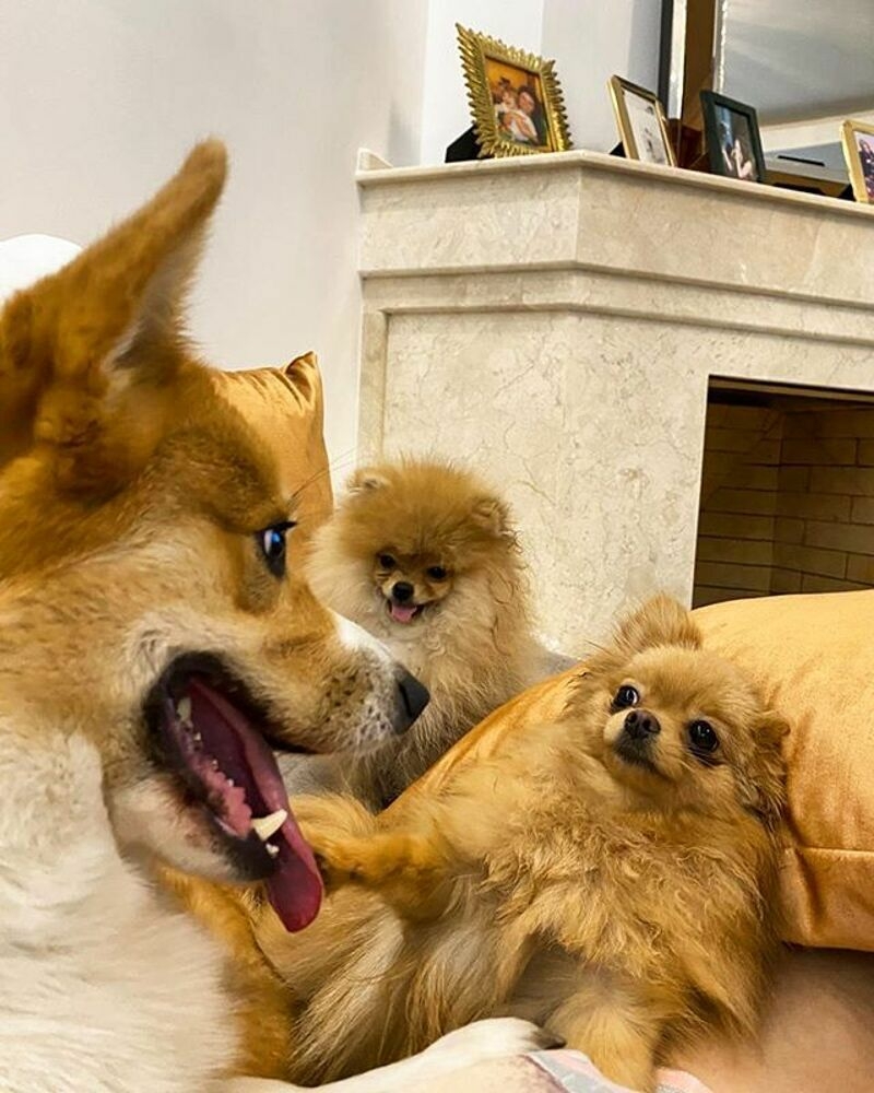 В семье певицы три собаки, которых хозяйка просто обожает!