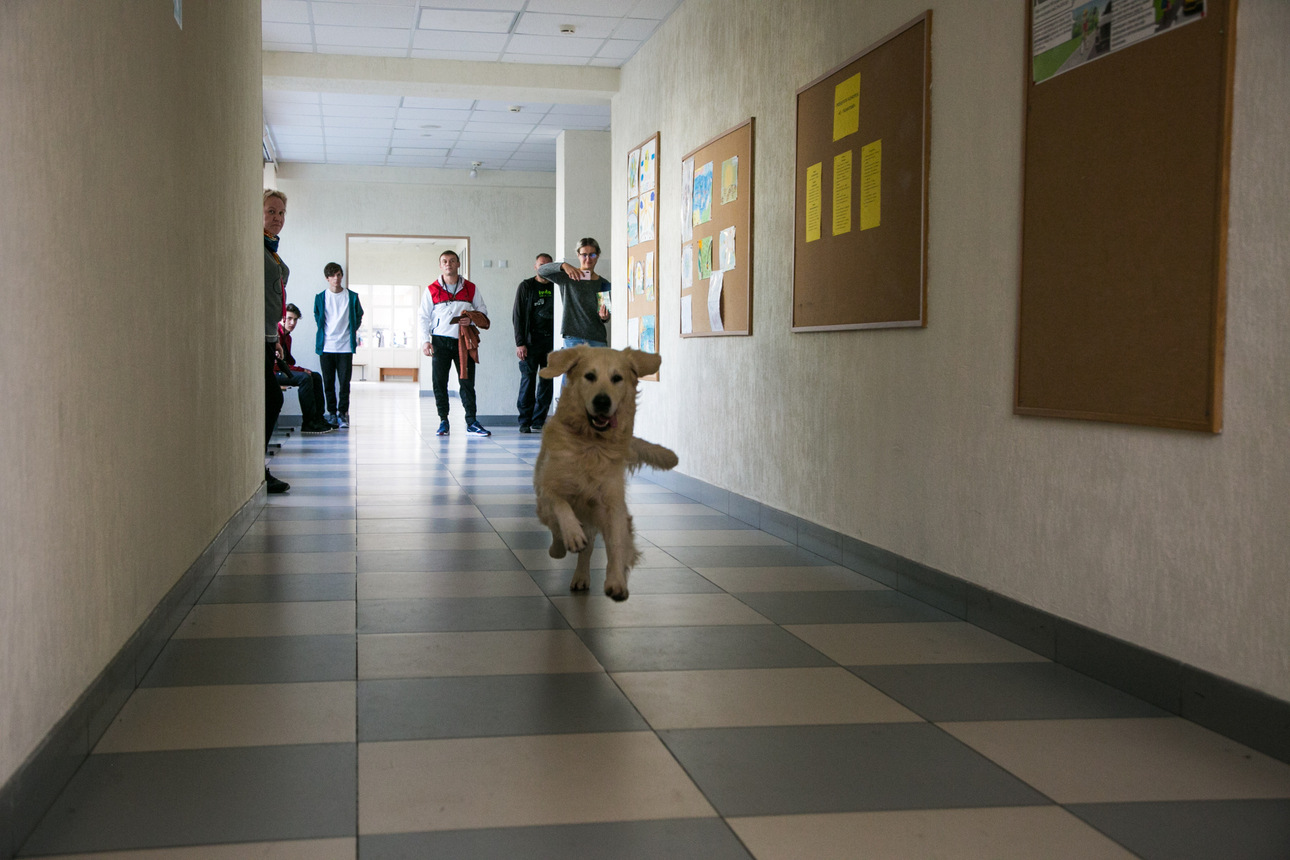 Добродушный и обаятельный золотистый ретривер стал главным любимцем на съемочной площадке