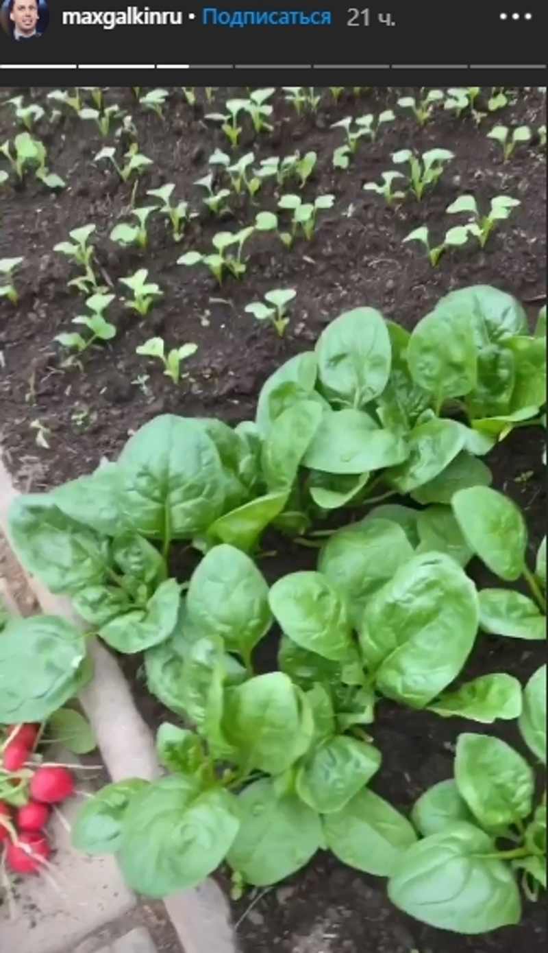 Галкин и Пугачева уже собирают урожай редиса