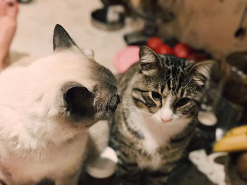 В семье актрисы сразу два кота и собака