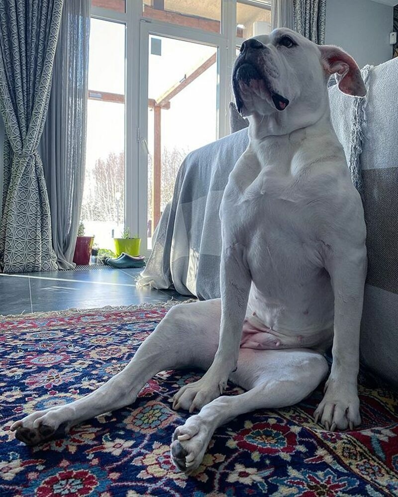 8-летняя собака Белоснежка приводит в восторг всех друзей артиста